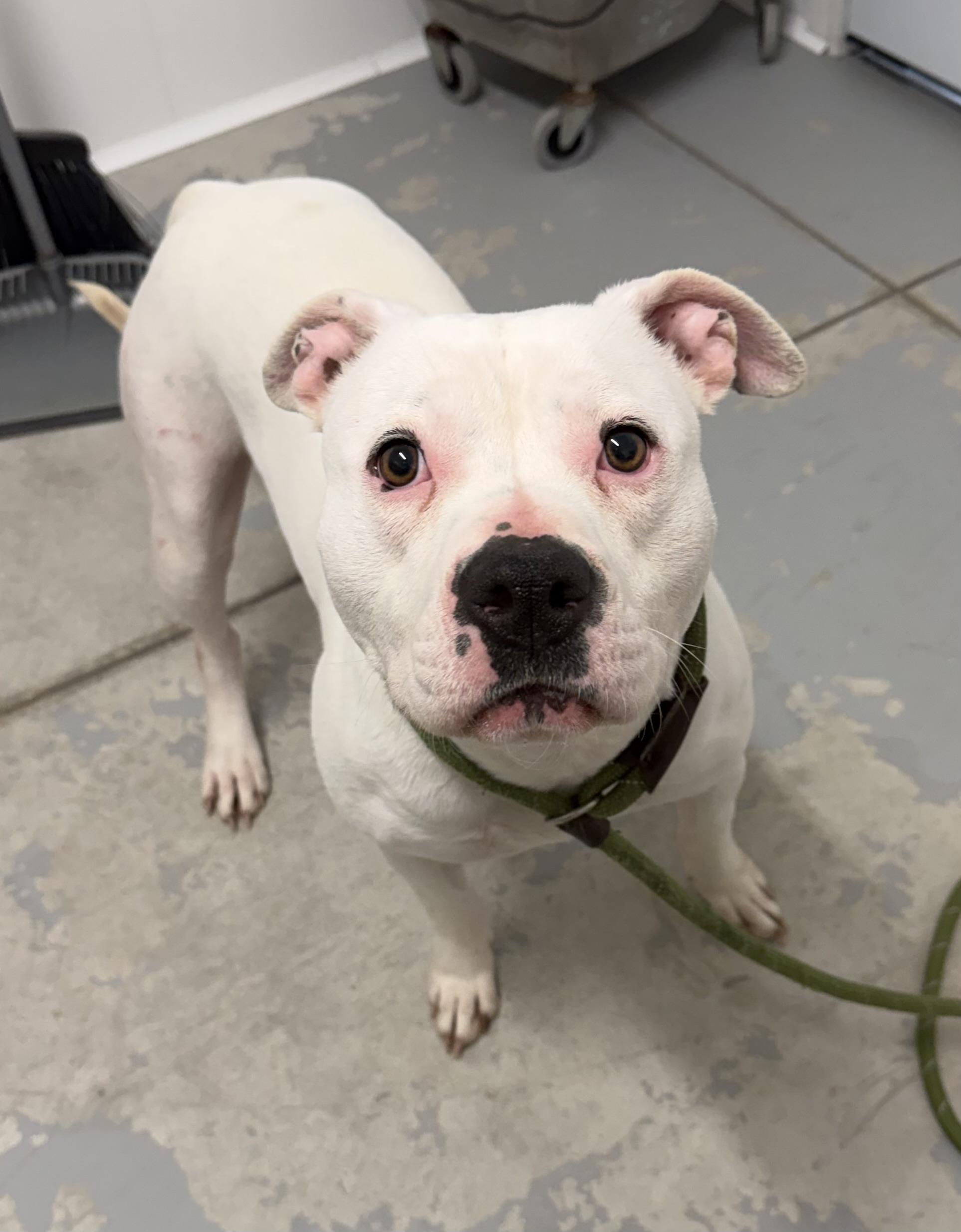 Enlarge Pearl , an adopted mixed breed in Lancaster, SC image 2/4