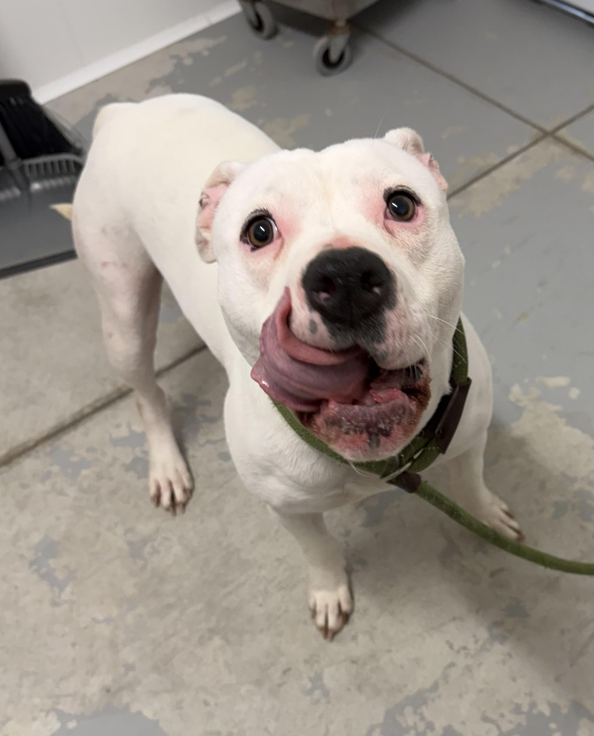 Enlarge Pearl , an adopted mixed breed in Lancaster, SC image 1/4