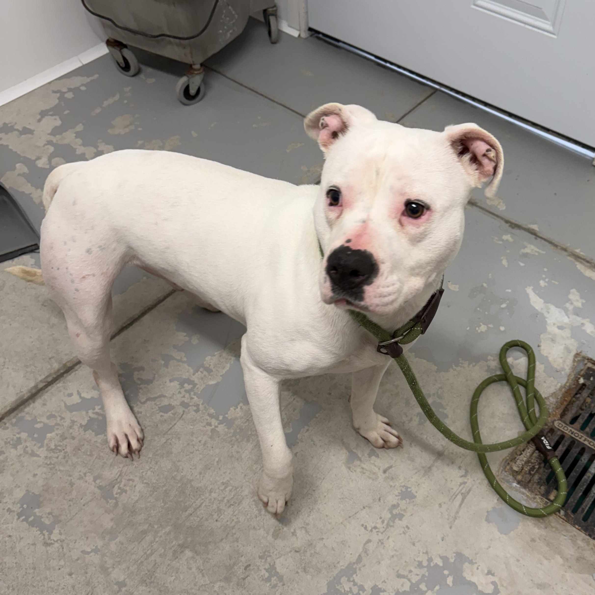 Enlarge Pearl , an adopted mixed breed in Lancaster, SC image 3/4