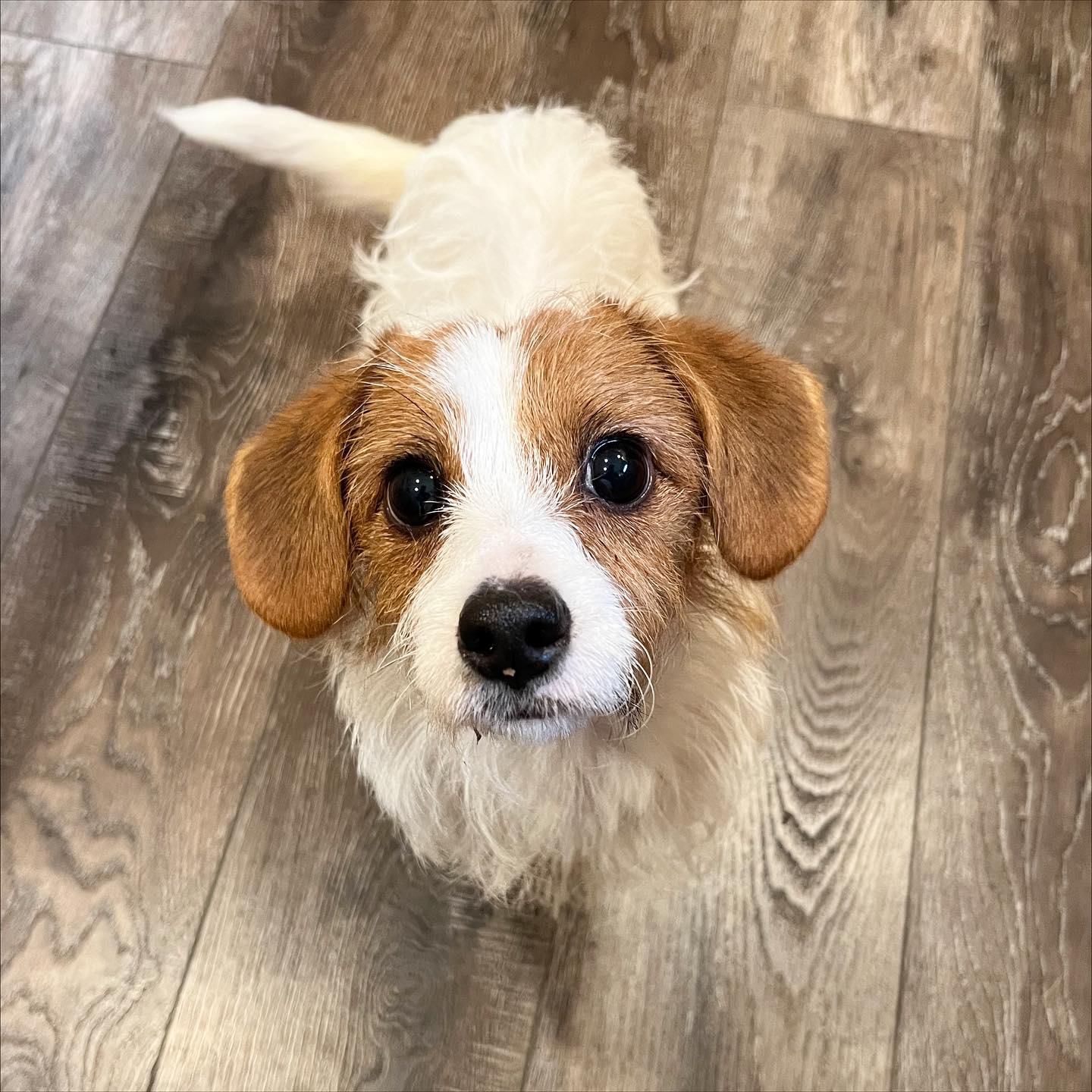 Enlarge Millie, a ADOPTABLE mixed breed in Sherman, IL image 1/1