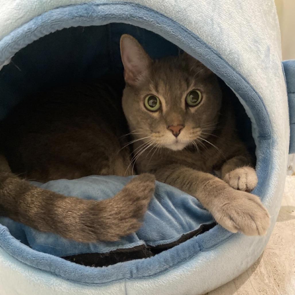 Farcus, Adoptable, Senior Male Domestic Short Hair.
