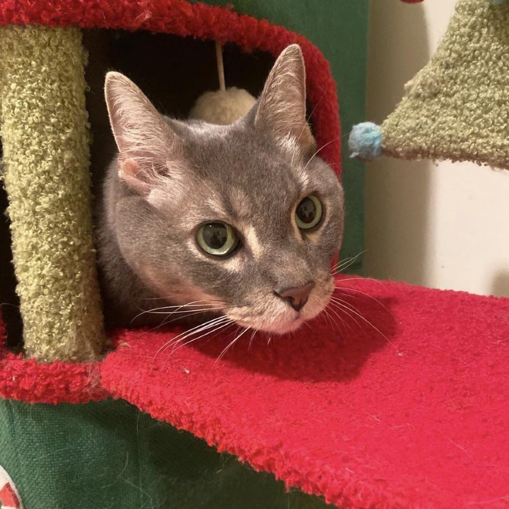 Farcus, a Adoptable Domestic Short Hair in Miami, FL image 4/6