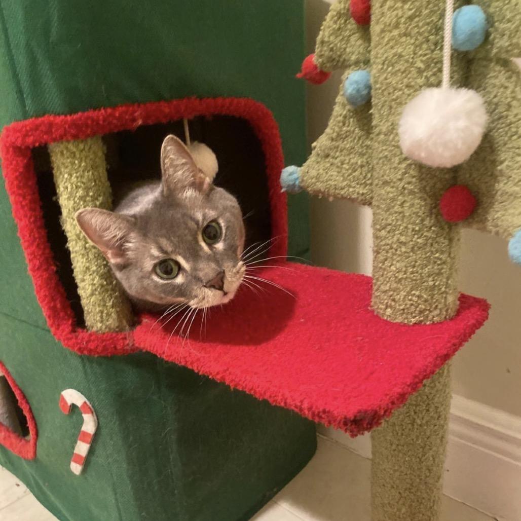 Farcus, a Adoptable Domestic Short Hair in Miami, FL image 5/6