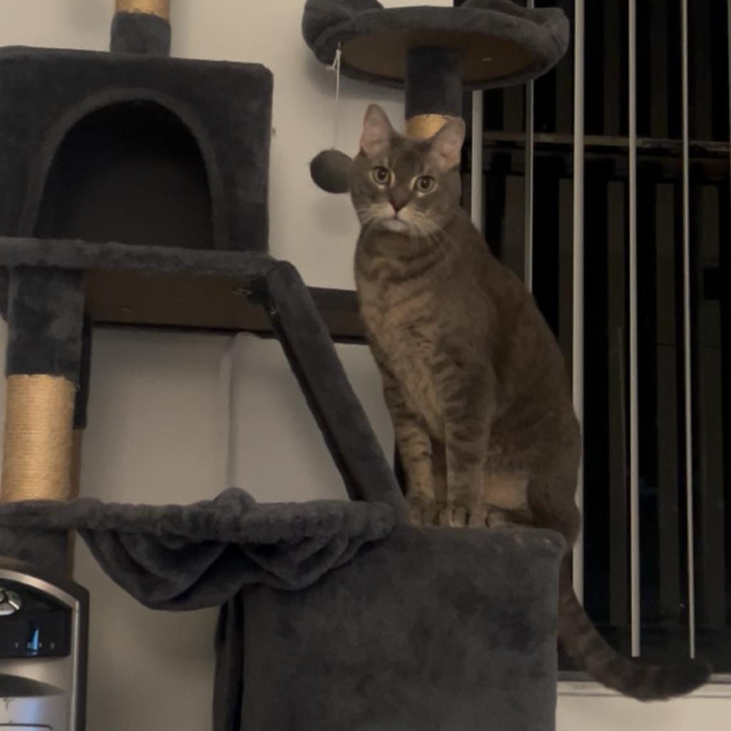 Farcus, a Adoptable Domestic Short Hair in Miami, FL image 2/6