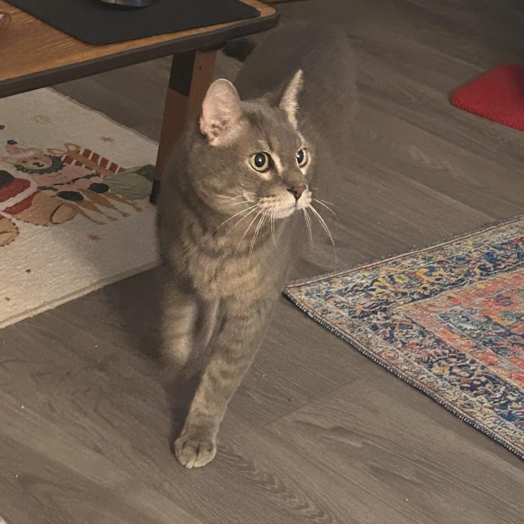 Farcus, a Adoptable Domestic Short Hair in Miami, FL image 3/6