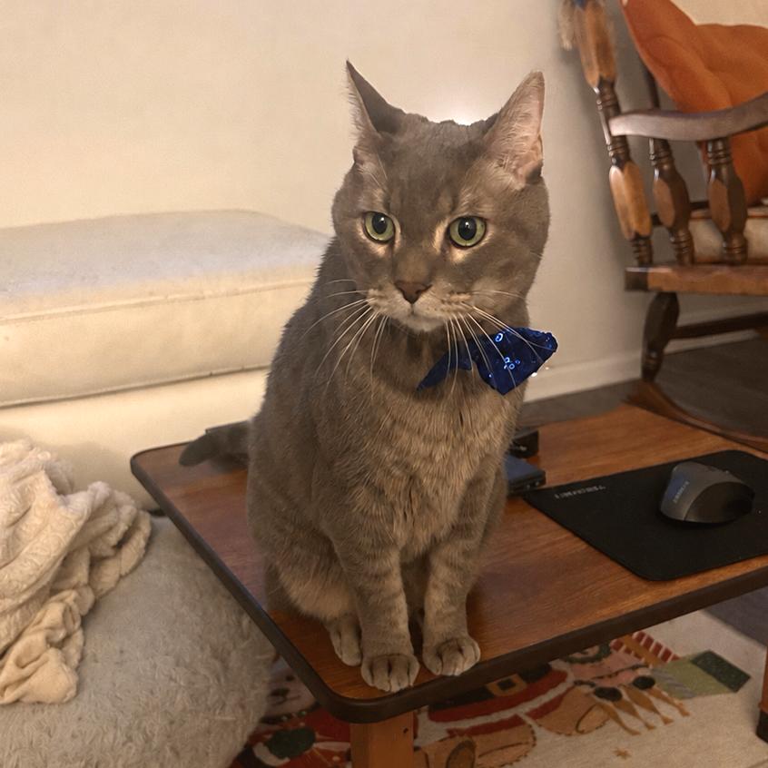 Farcus, Adoptable, Senior Male Domestic Short Hair.