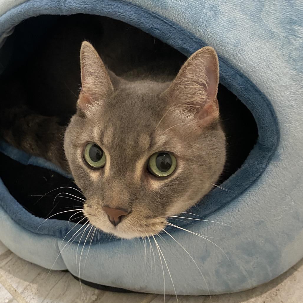 Farcus, a Adoptable Domestic Short Hair in Miami, FL image 6/6