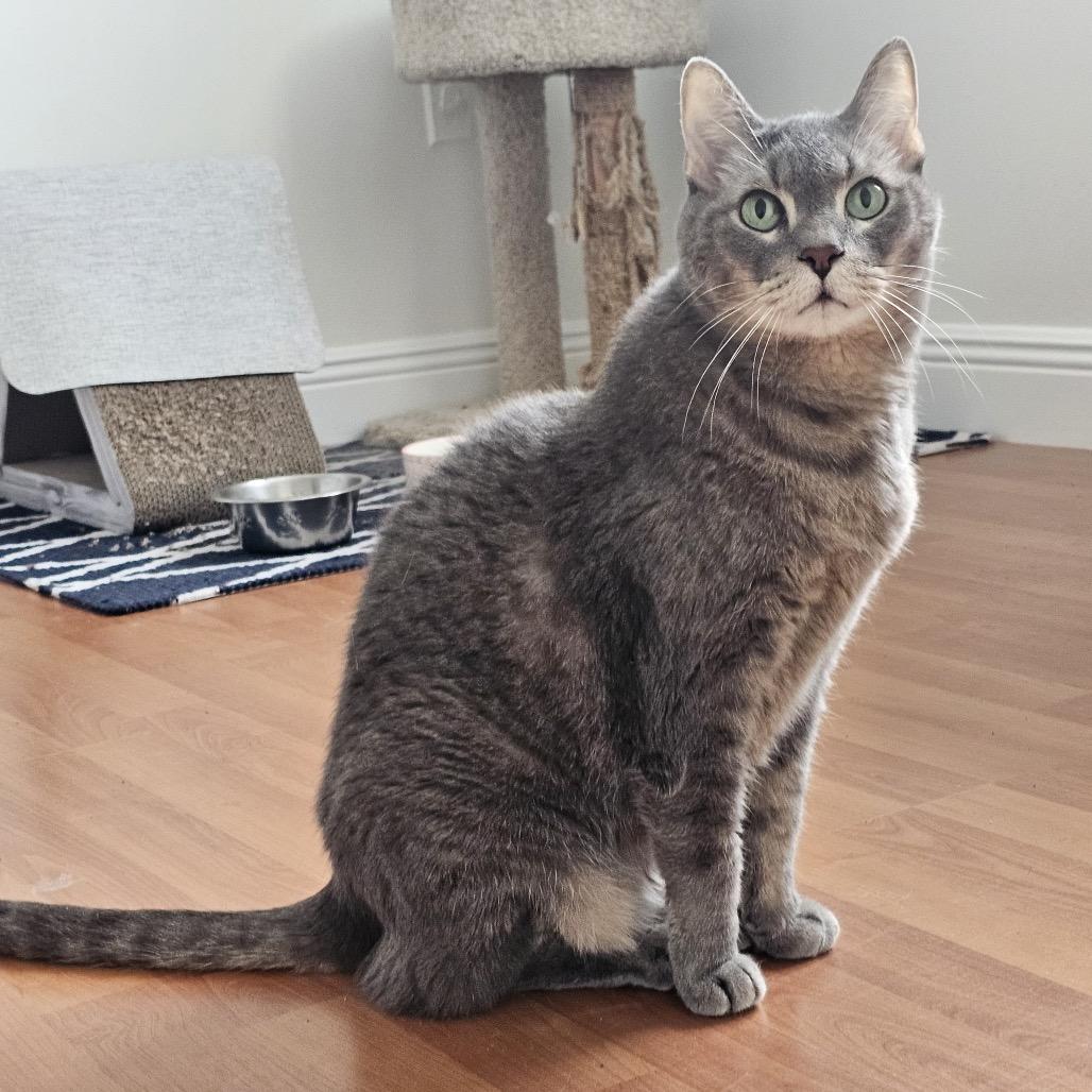 Enlarge Farcus, a Adoptable Domestic Short Hair in Miami, FL image 2/6