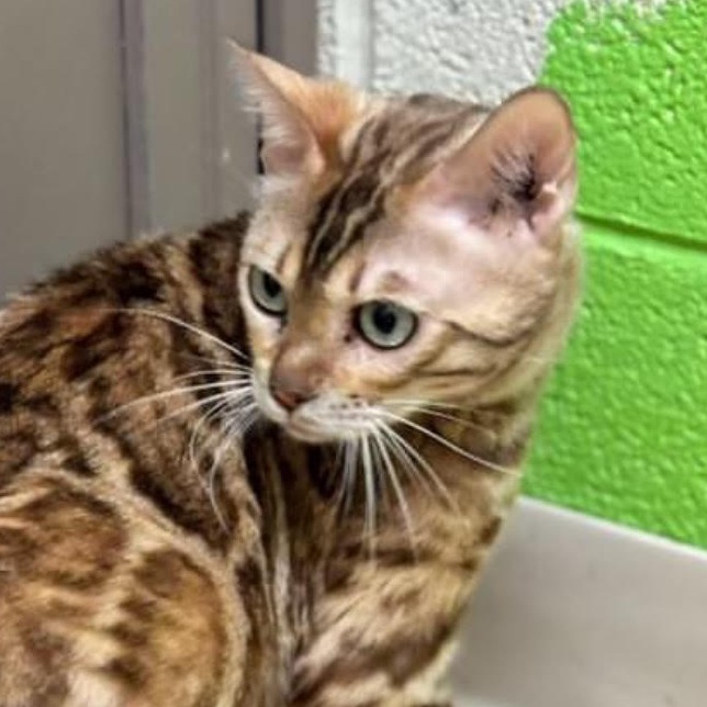 Enlarge Lola, an adoptable Bengal in Lemont, IL image 2/3