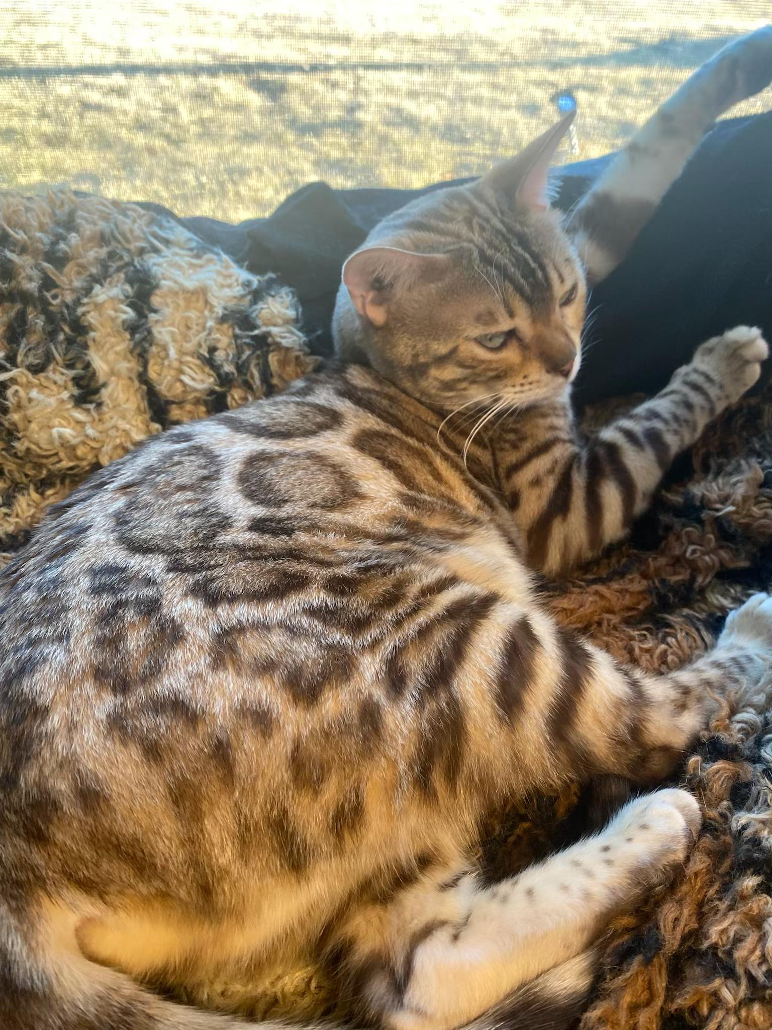 Enlarge Lola, an adoptable Bengal in Lemont, IL image 1/3