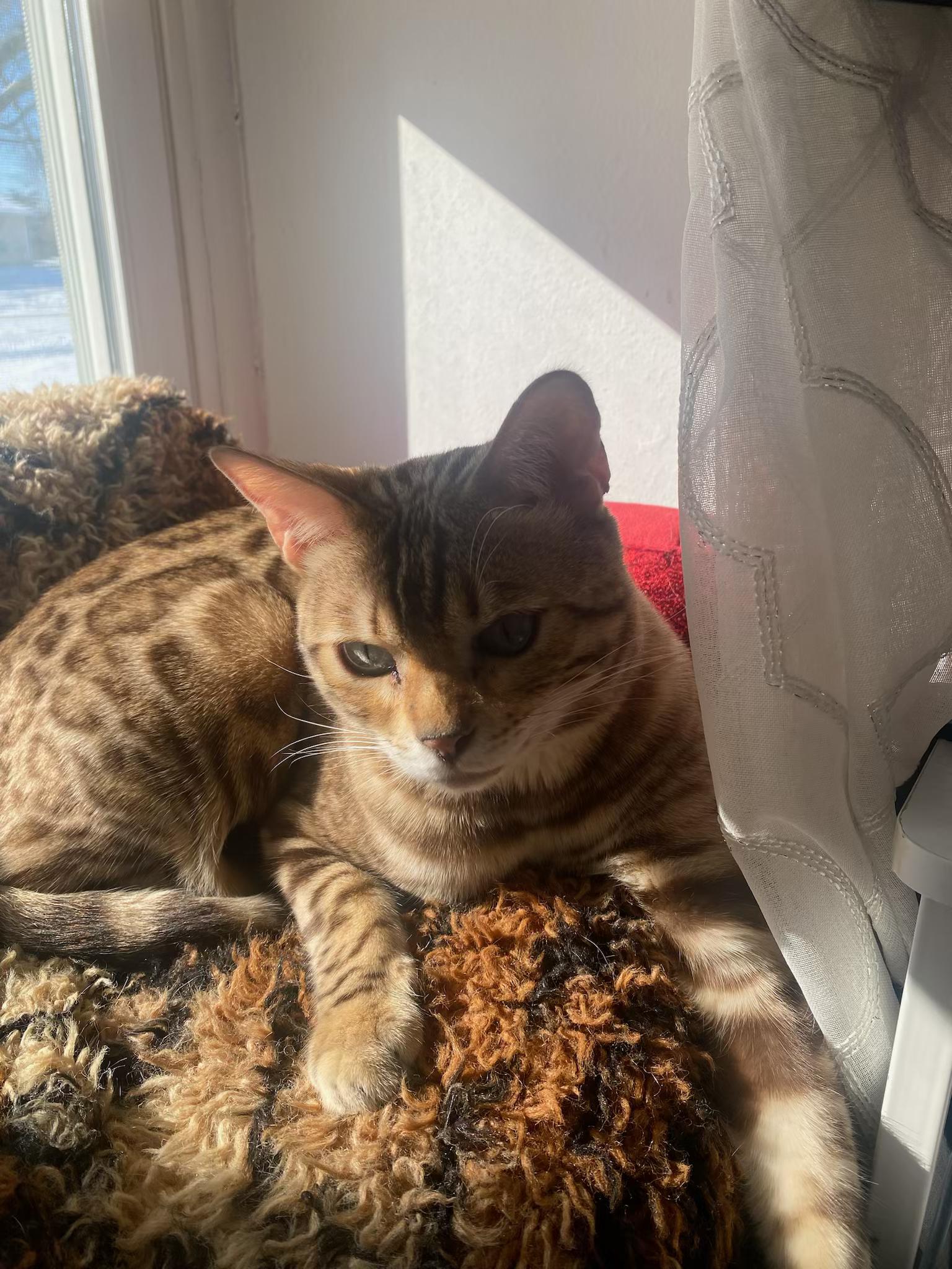 Enlarge Lola, an adoptable Bengal in Lemont, IL image 3/3