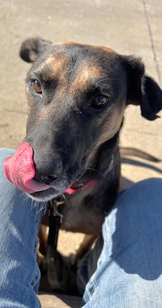 Felicia, Adoptable, Adult Female Hound & German Shepherd Dog.