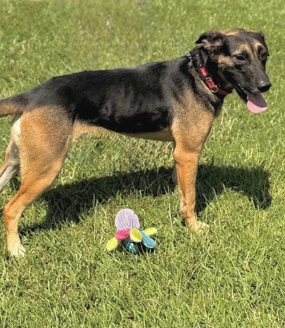 Felicia, Adoptable, Adult Female Hound & German Shepherd Dog.