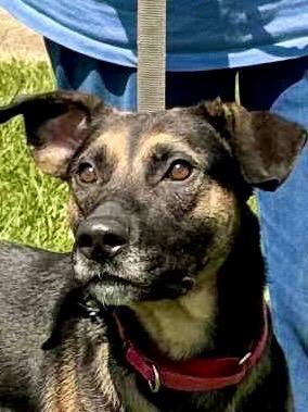 Felicia, a Adoptable mixed breed in Princeton, MA image 2/3