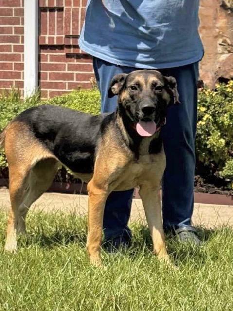 Felicia, a Adoptable mixed breed in Princeton, MA image 3/3