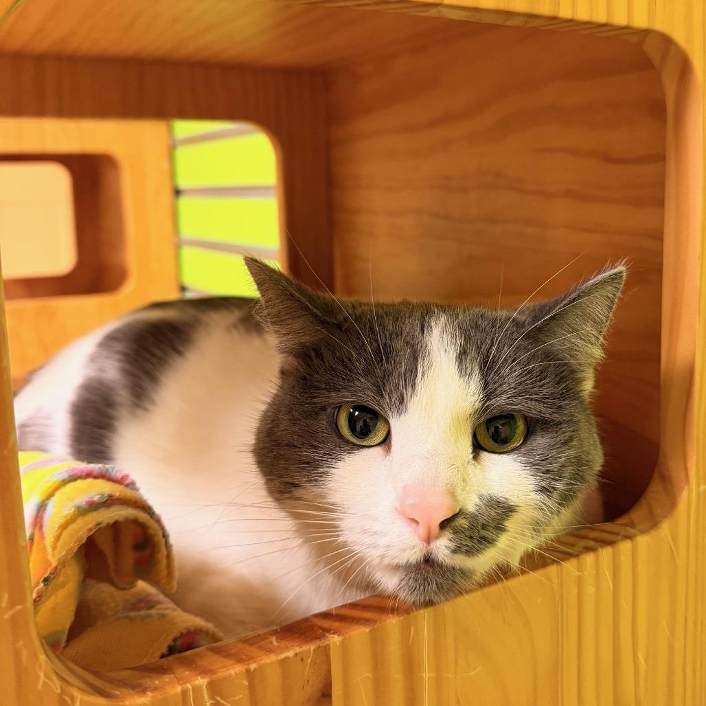 Enlarge Hibachi, a Adoptable Domestic Short Hair in Waukesha, WI image 1/2