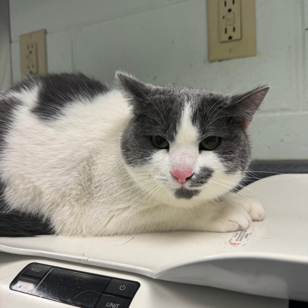 Enlarge Hibachi, a Adoptable Domestic Short Hair in Waukesha, WI image 2/2