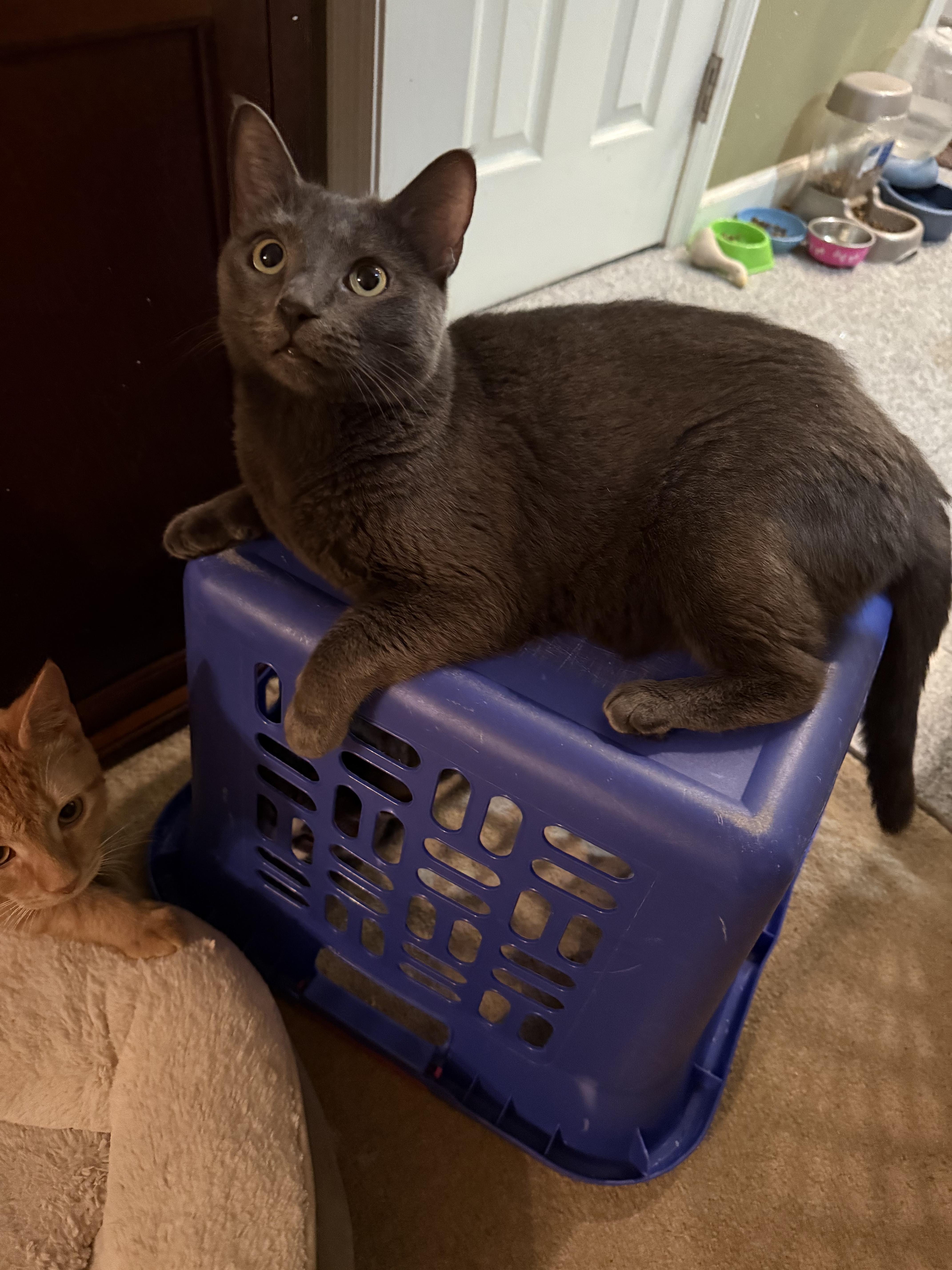 Lovelace and Euphemia, a Adoptable Domestic Short Hair in Sudbury, MA image 1/2