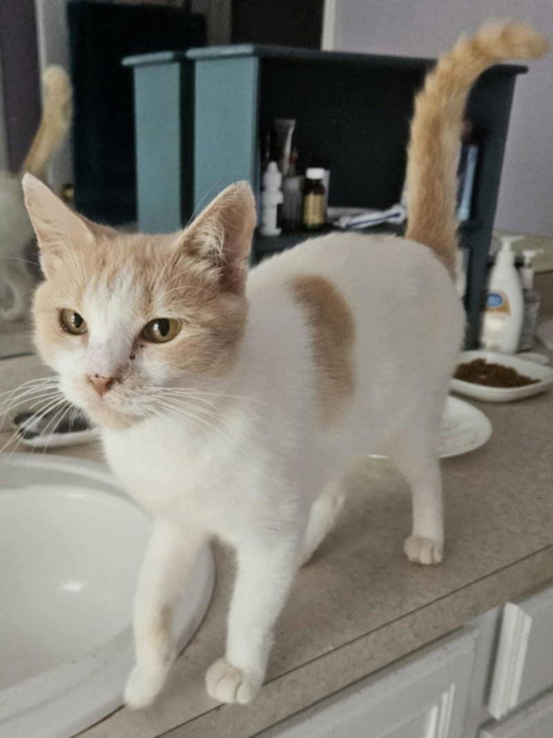 Lovelace and Euphemia, a Adoptable Domestic Short Hair in Sudbury, MA image 2/2