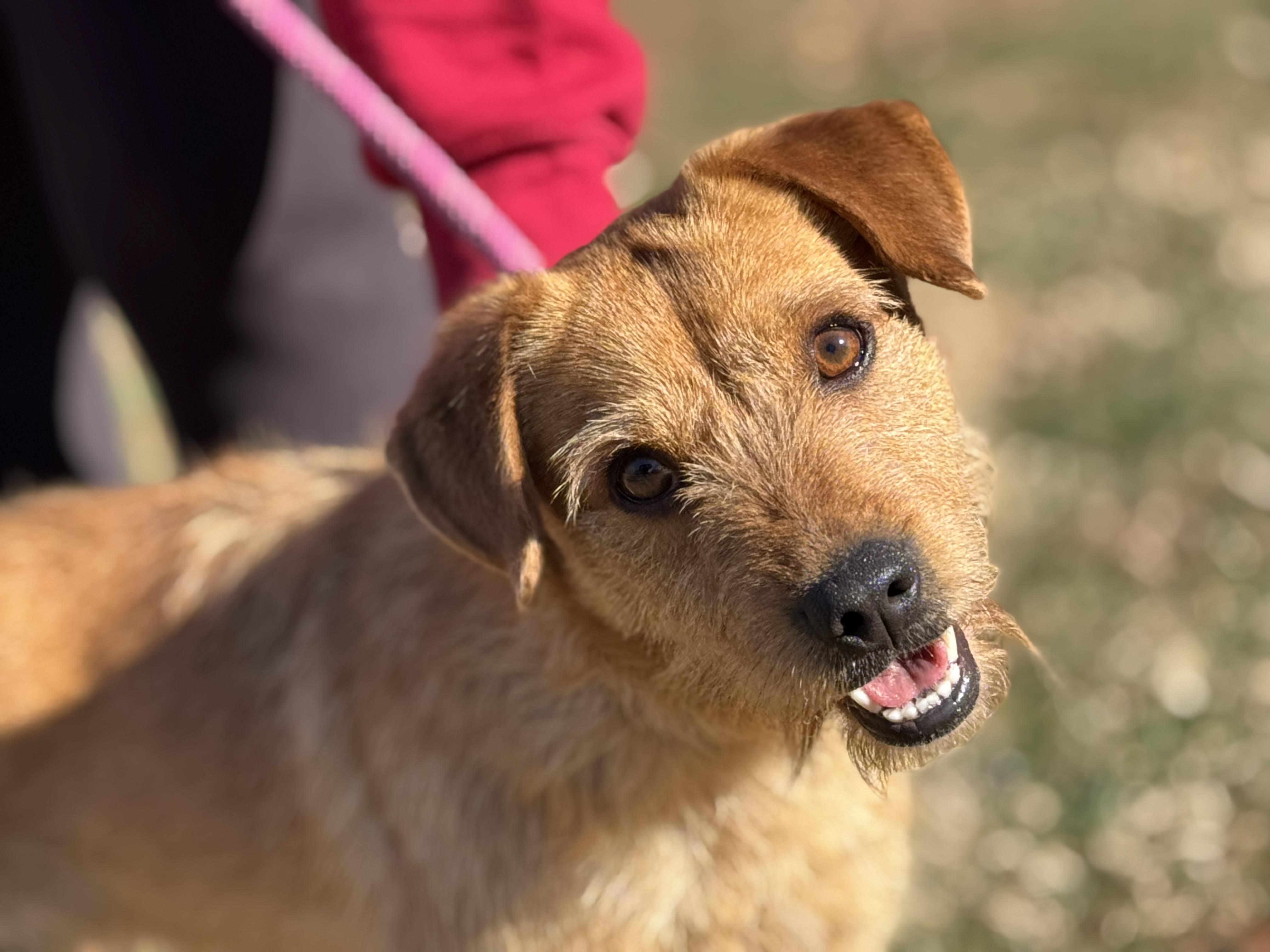 Crawdad, ADOPTABLE, Adult Male Terrier.