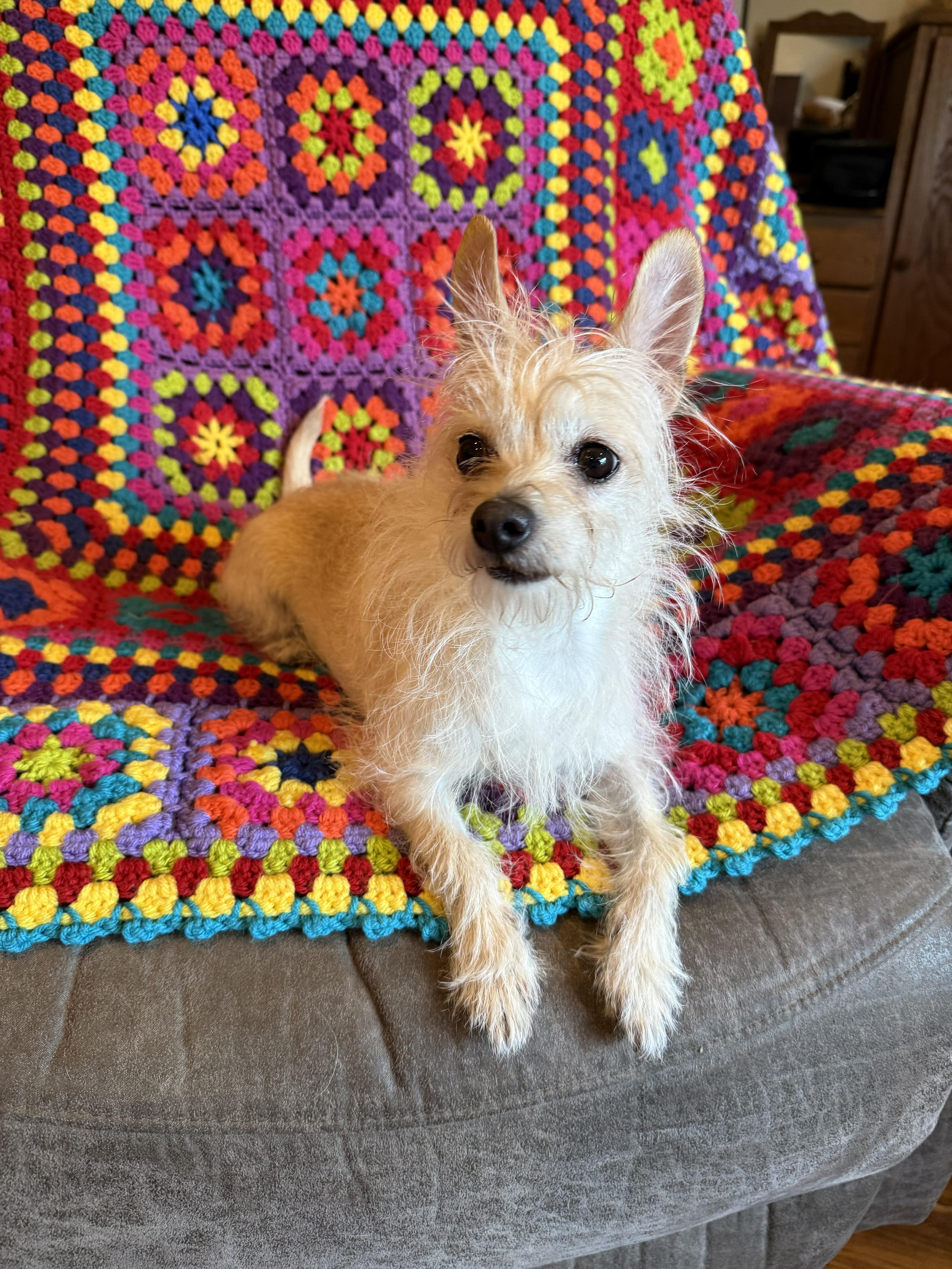 Minnie, adopted, Adult Female Chihuahua.