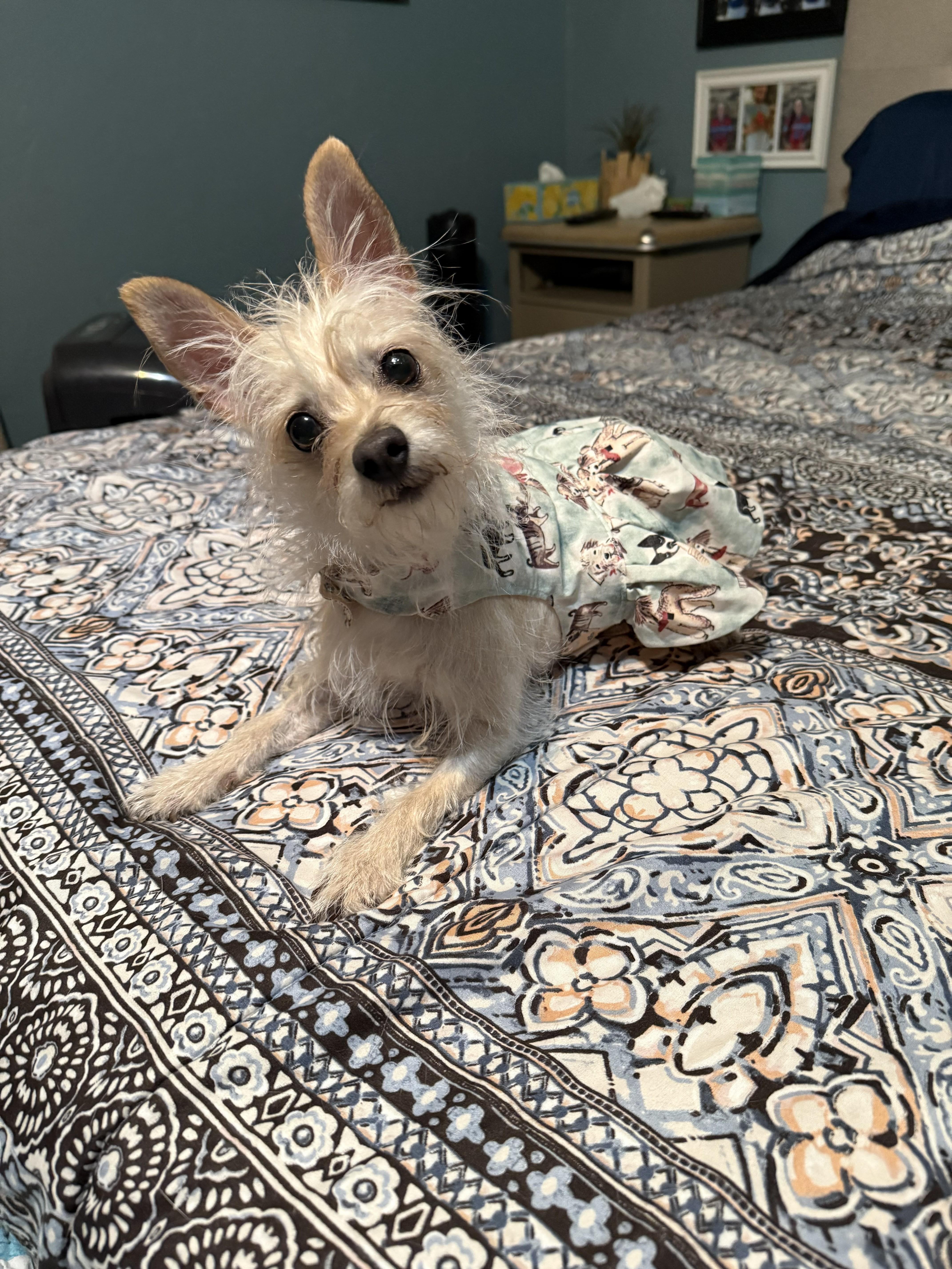 Enlarge Minnie, an adopted mixed breed in Yukon, OK image 2/3