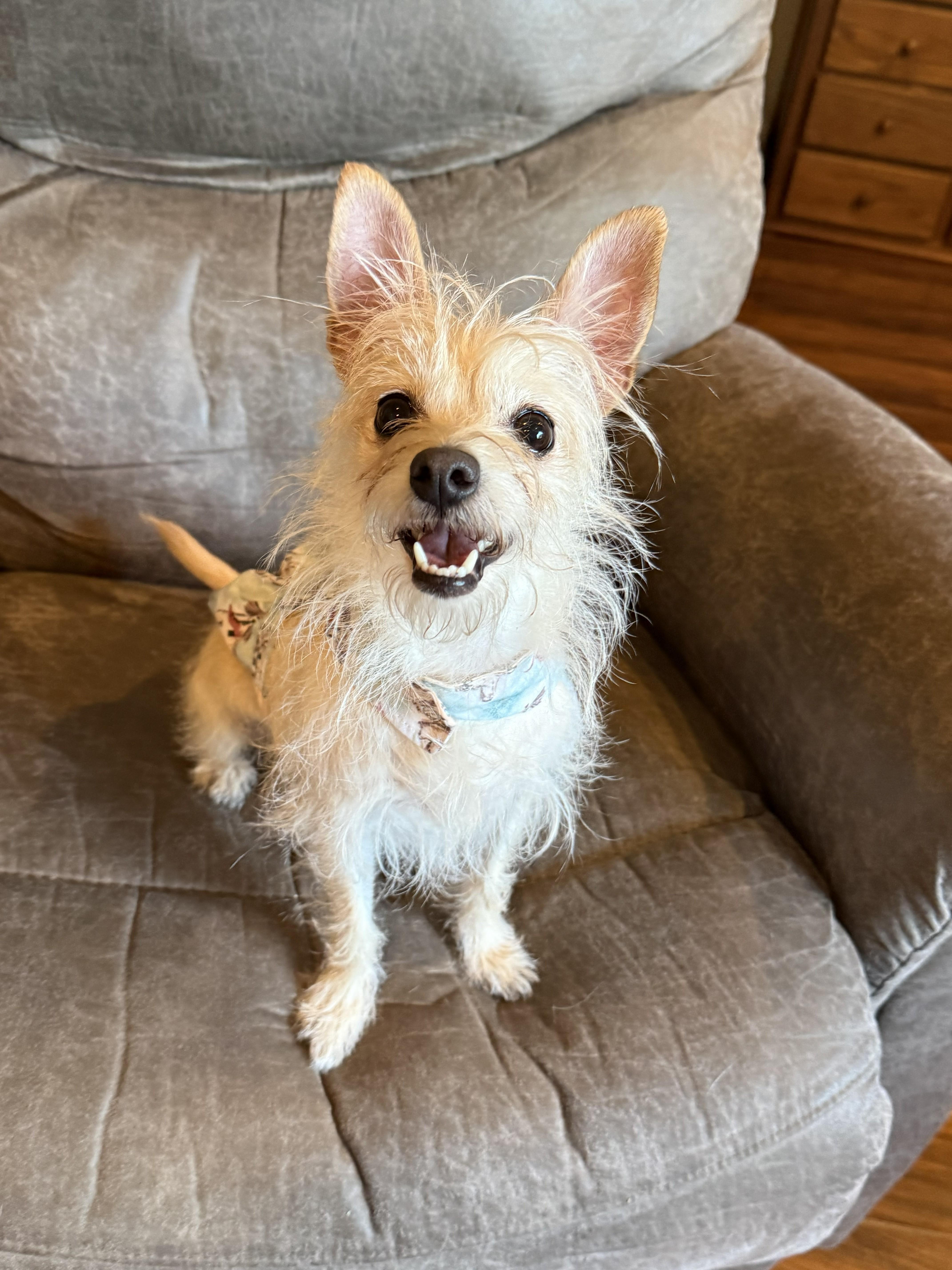 Enlarge Minnie, an adopted mixed breed in Yukon, OK image 3/3