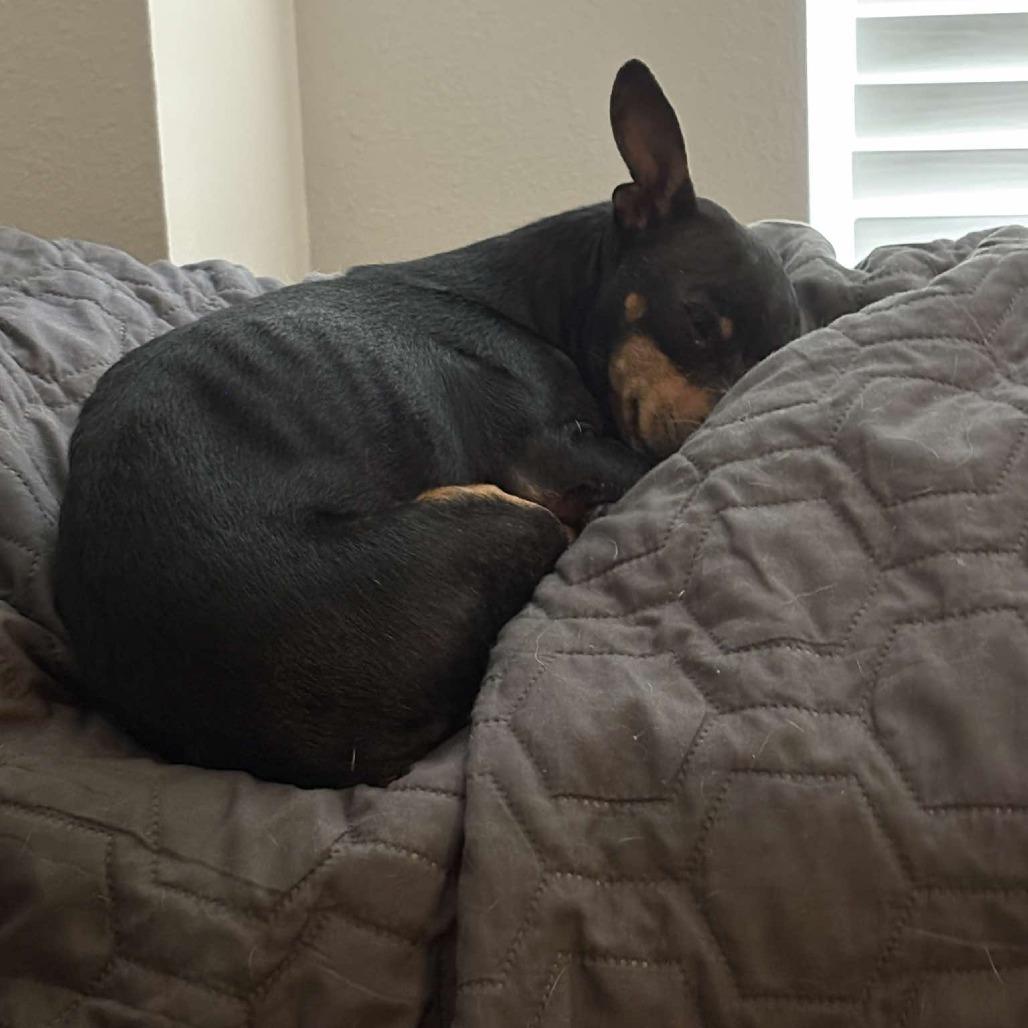 Enlarge Freesia, a Adoptable mixed breed in Katy, TX image 1/1