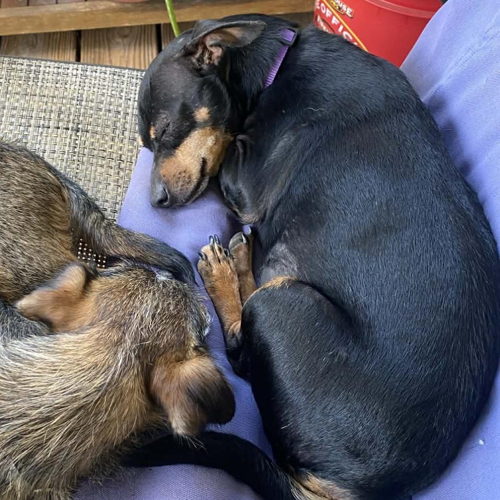 Enlarge Freesia, a Adoptable mixed breed in Katy, TX image 2/3