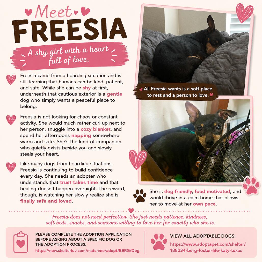 Enlarge Freesia, a Adoptable mixed breed in Katy, TX image 3/4