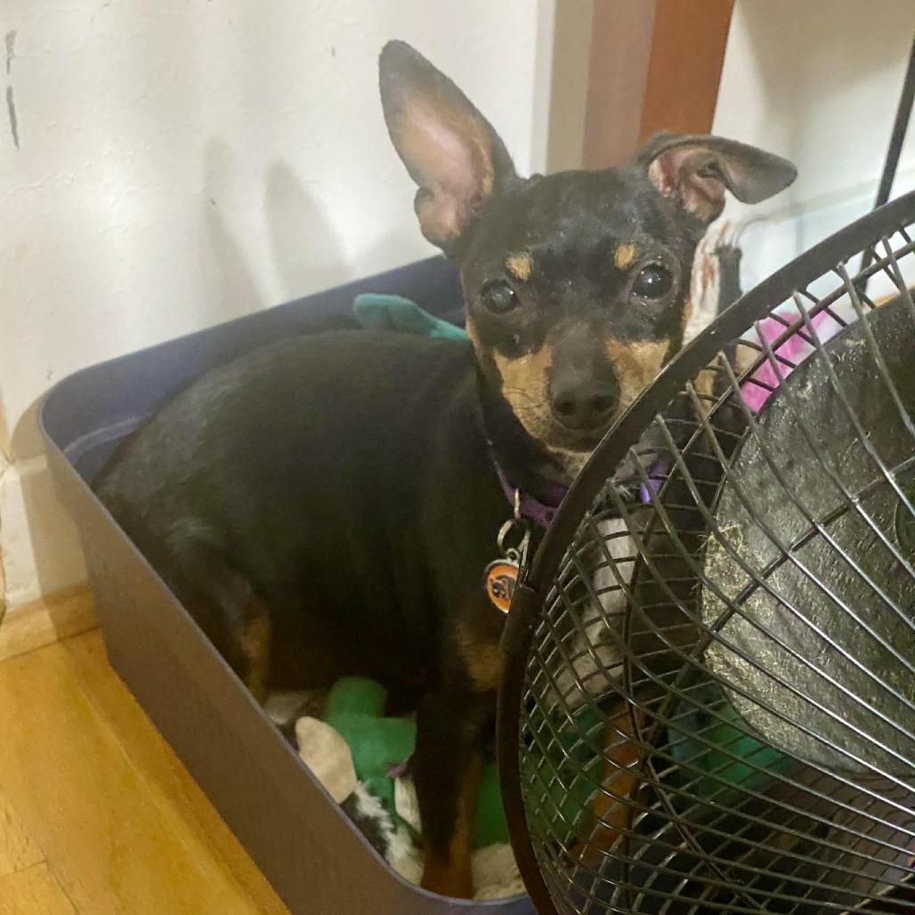 Enlarge Freesia, a Adoptable mixed breed in Katy, TX image 3/3