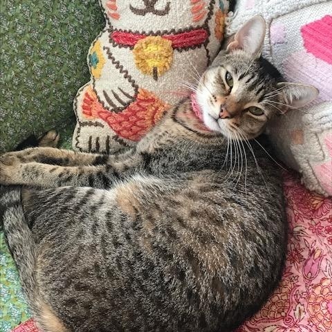 Alina, an adoptable Domestic Short Hair in Berkeley, CA image 1/3