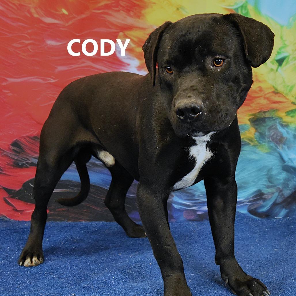 Cody, Adoptable, Adult Male Pit Bull Terrier.