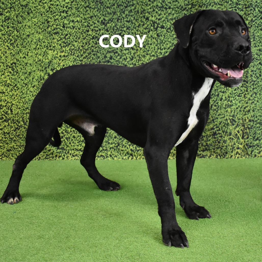 Enlarge Cody, a Adoptable Pit Bull Terrier in Yuma, AZ image 2/3