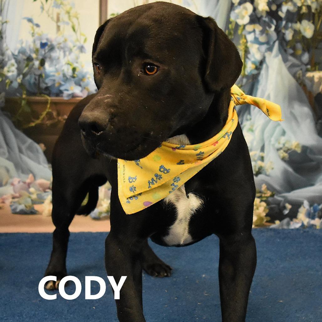 Cody, a Adoptable Pit Bull Terrier in Yuma, AZ image 2/2