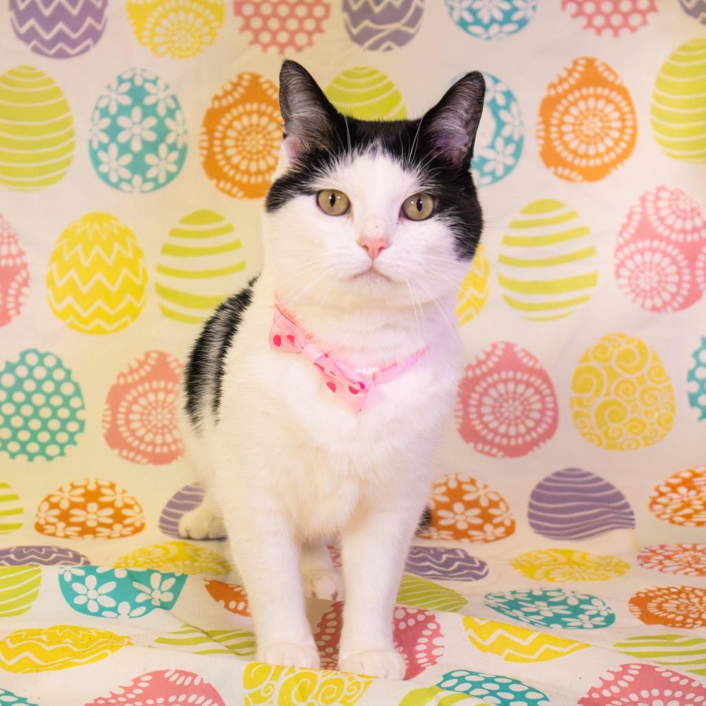 Ronitas, Adoptable, Adult Male Domestic Short Hair.