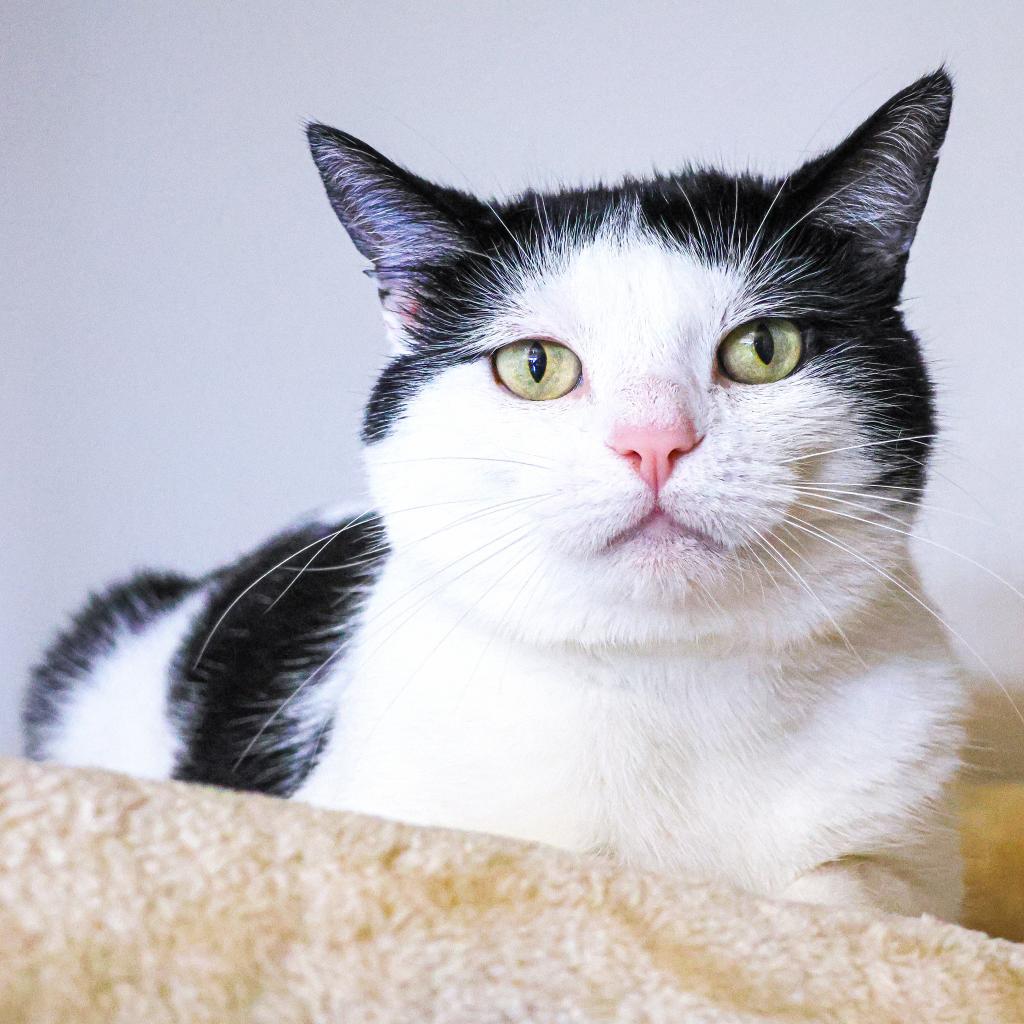 Enlarge Ronitas, a Adoptable Domestic Short Hair in Wilmington, DE image 1/6
