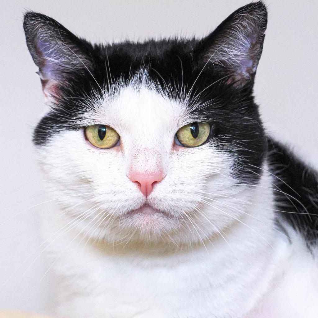 Enlarge Ronitas, a Adoptable Domestic Short Hair in Wilmington, DE image 2/6