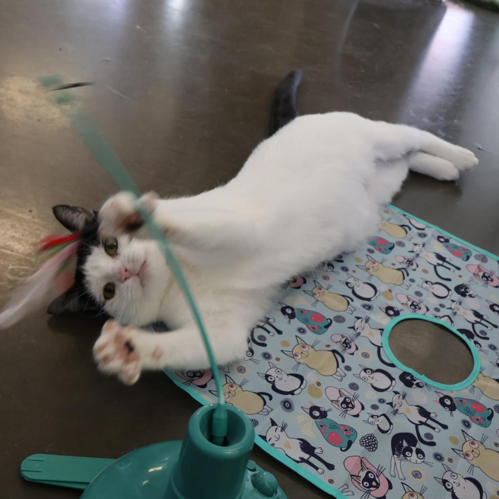 Enlarge Ronitas, a Adoptable Domestic Short Hair in Wilmington, DE image 3/6