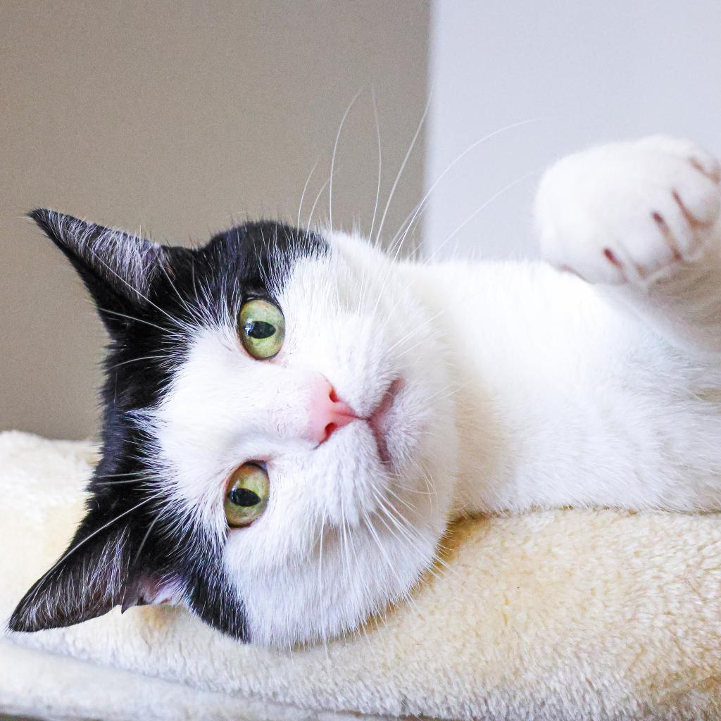 Enlarge Ronitas, a Adoptable Domestic Short Hair in Wilmington, DE image 5/6