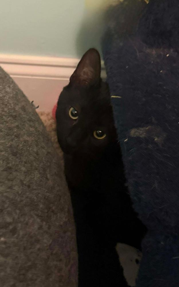 Elvis, Adoptable, Young Male Domestic Short Hair.