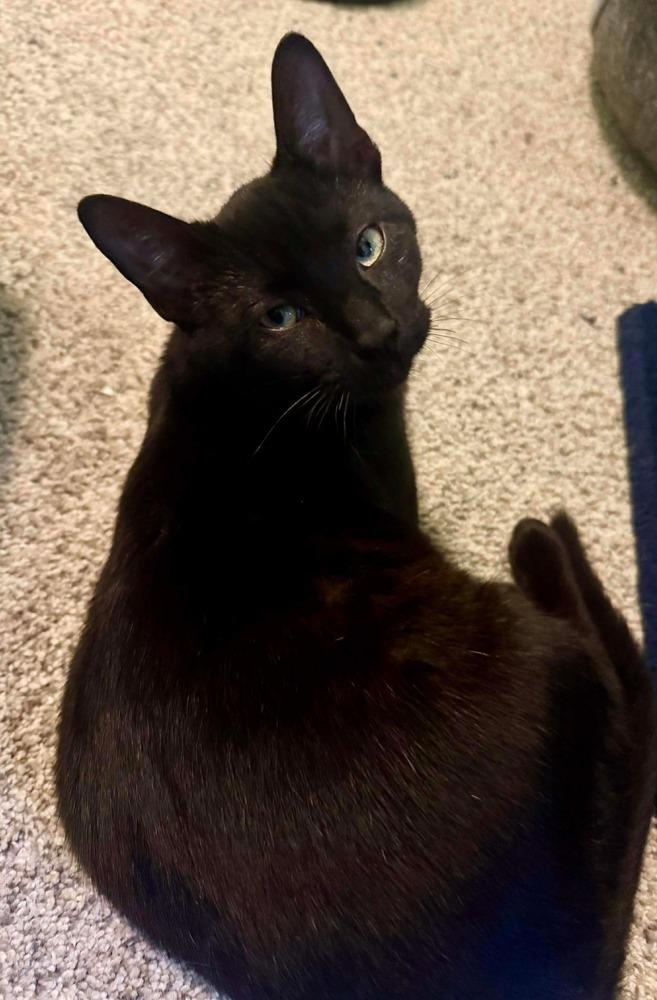 Enlarge Elvis, a Adoptable mixed breed in WARNER ROBINS, GA image 2/3