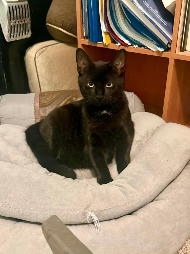 Enlarge Elvis, a Adoptable mixed breed in WARNER ROBINS, GA image 3/3