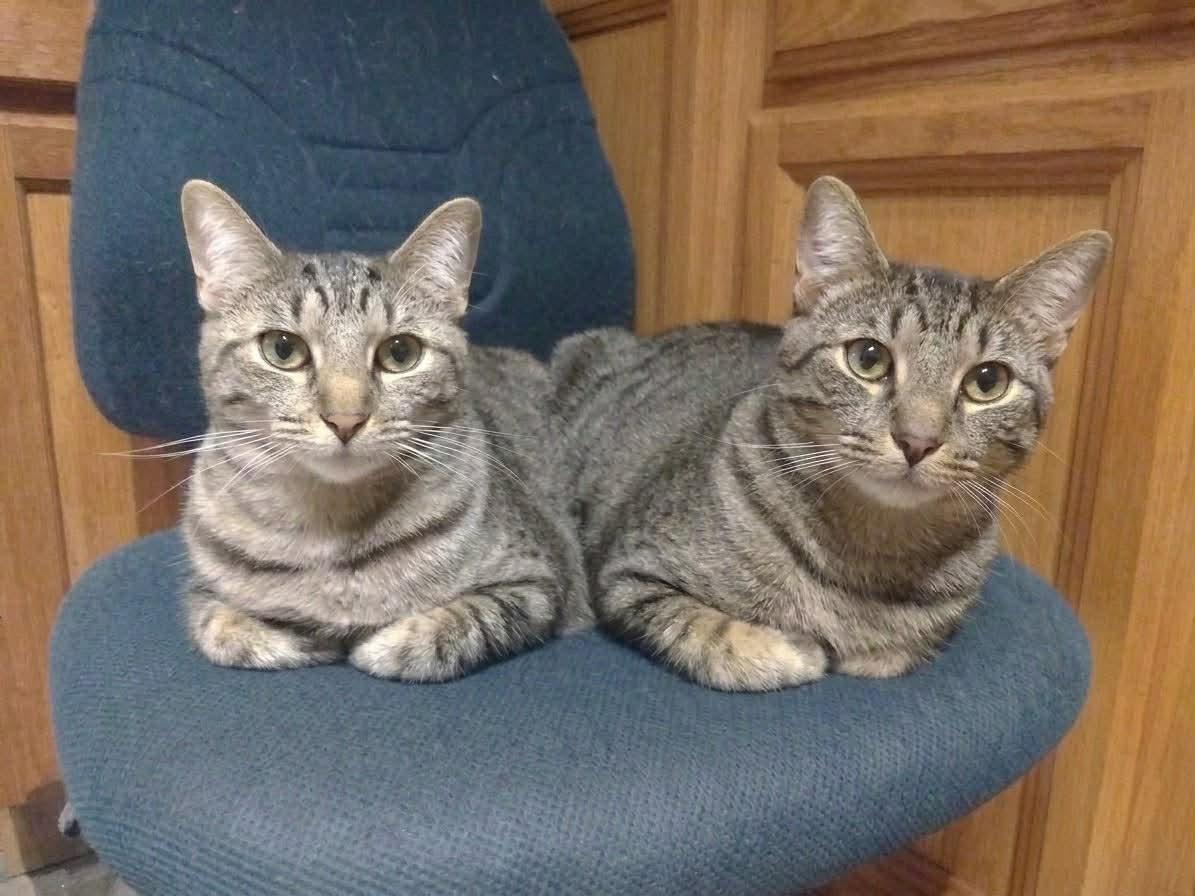 Enlarge Odie & Olivia Good w/ Dogs and Kids *** Bonded Pair ***, a Adoptable Tabby in Livonia, MI image 1/2