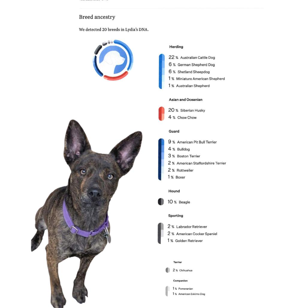 Enlarge Lydia, a Adoptable mixed breed in Shinnston, WV image 1/3