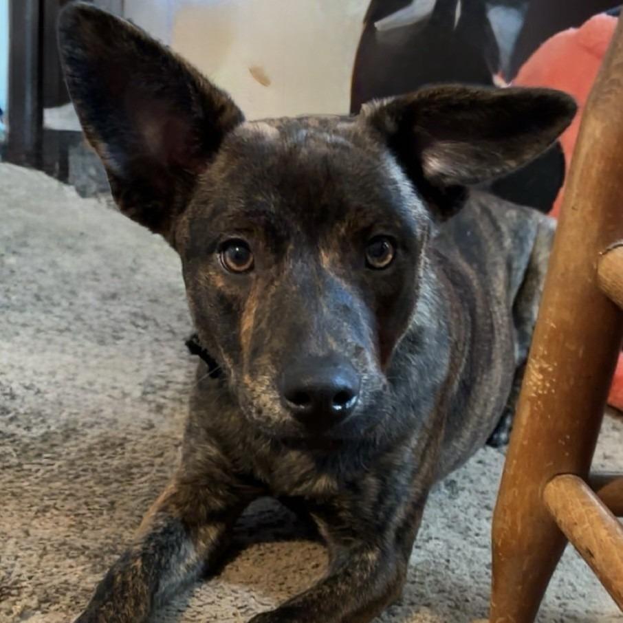 Lydia, Adoptable, Young Female Hound & Shepherd.