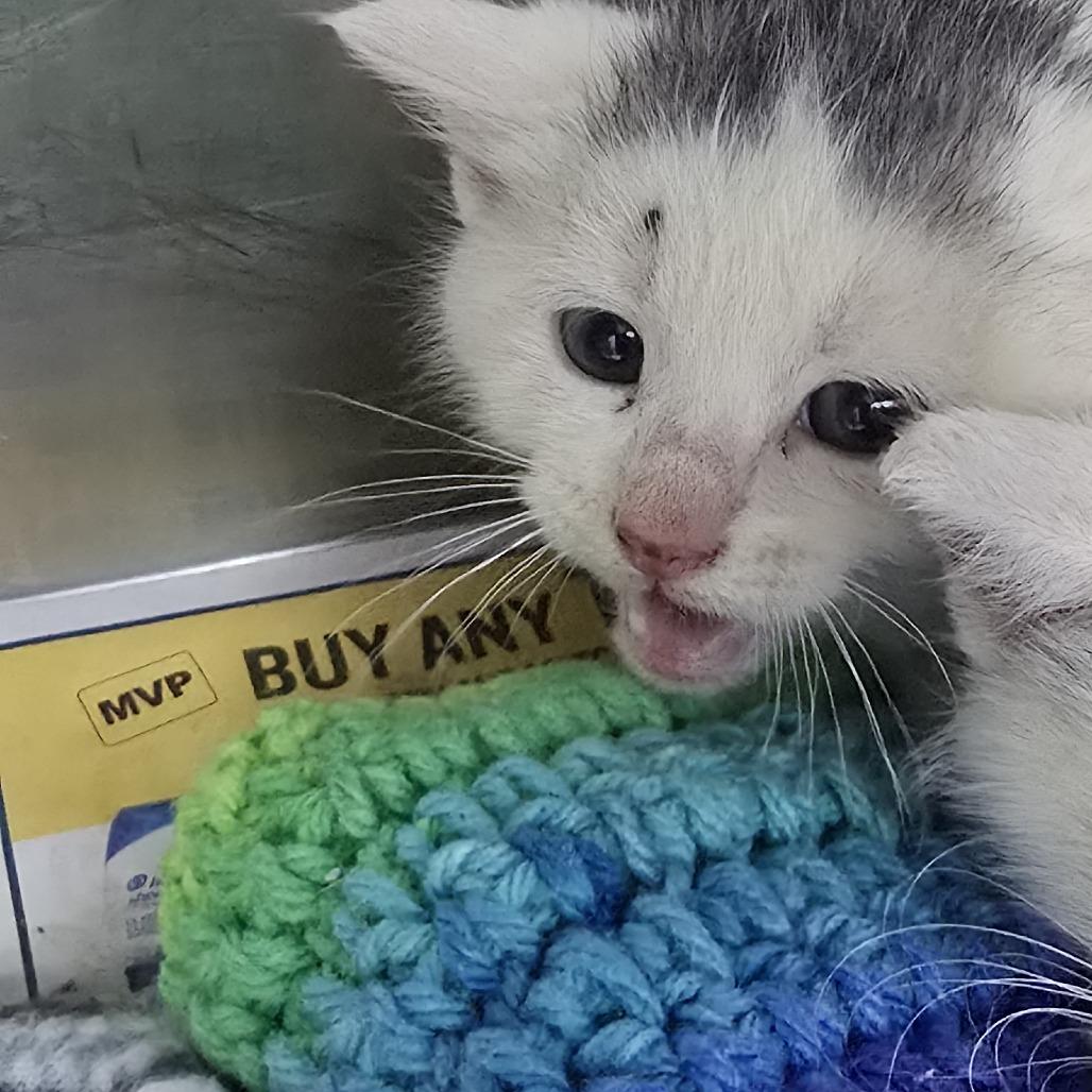 Enlarge Flip 26-0392, a Adoptable Domestic Short Hair in Yanceyville, NC image 1/1