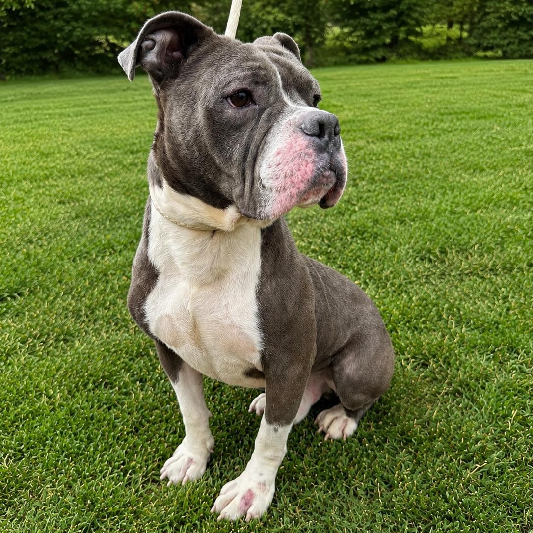 Mack, ADOPTABLE, Adult Male American Bulldog.