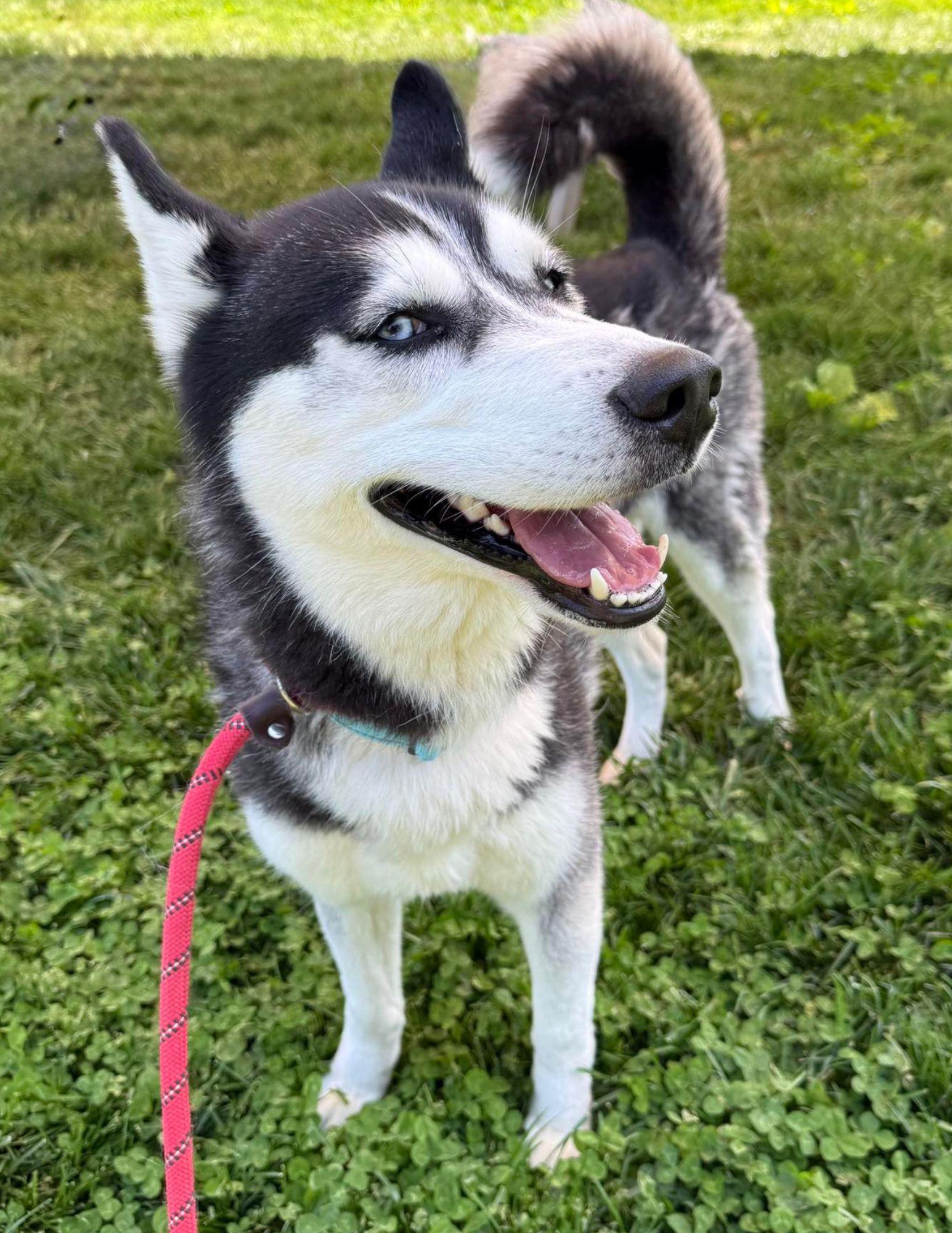 Enlarge Blue, an adopted Siberian Husky in Baldwin, MD image 1/1