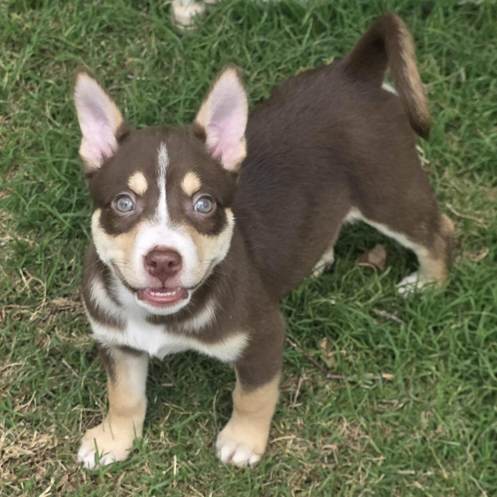 Enlarge Wyatt, a ADOPTABLE mixed breed in Houston, TX image 3/5
